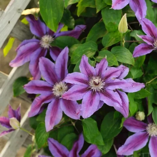 Fireworks Clematis Care Guide