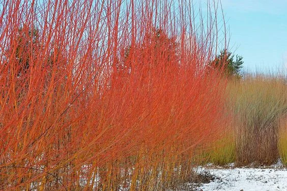 Flame Willow (Salix integra ‘Flame’) Care Guide