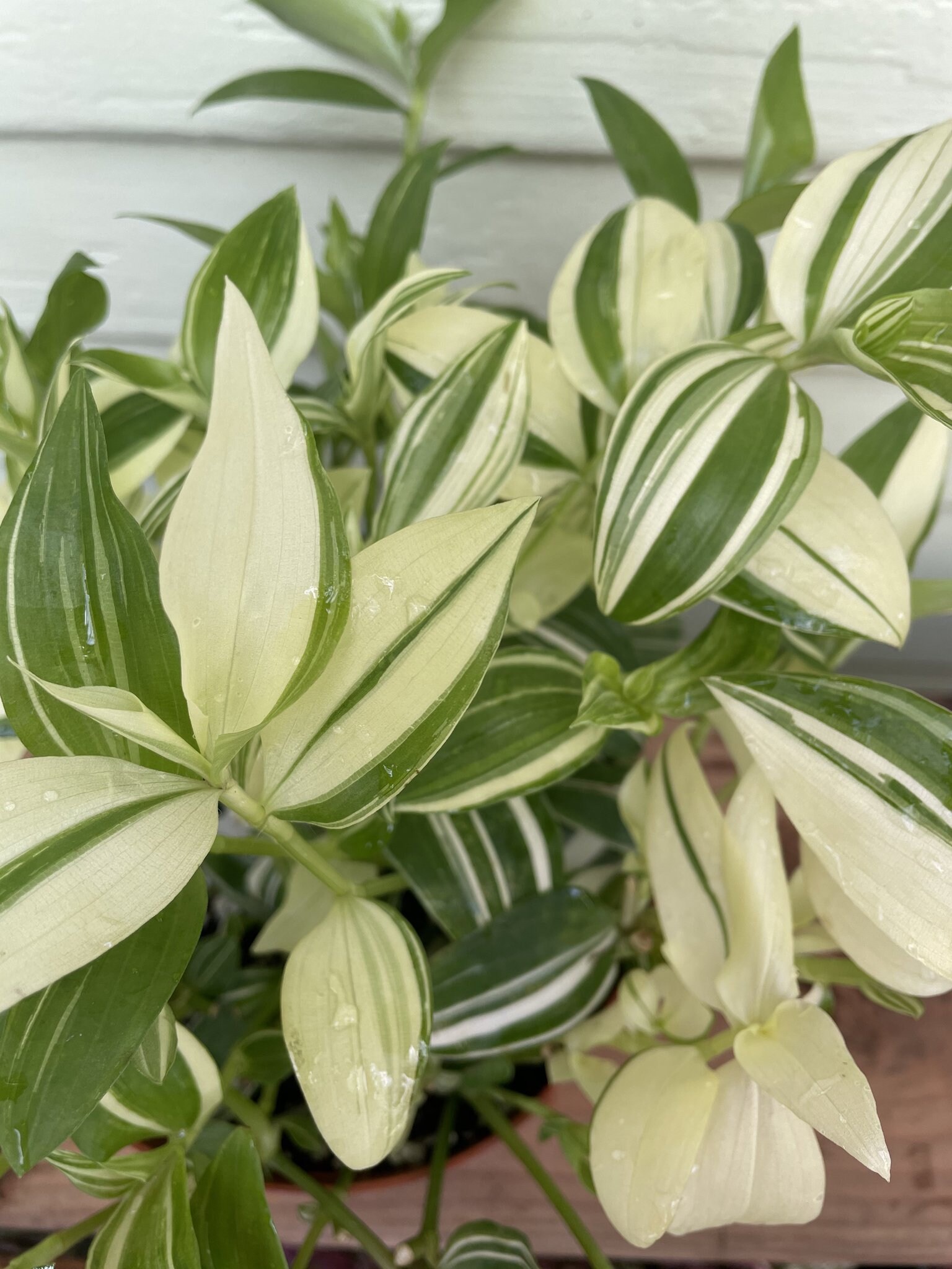 Fluminensis Tradescantia (Tradescantia fluminensis) Care Guide