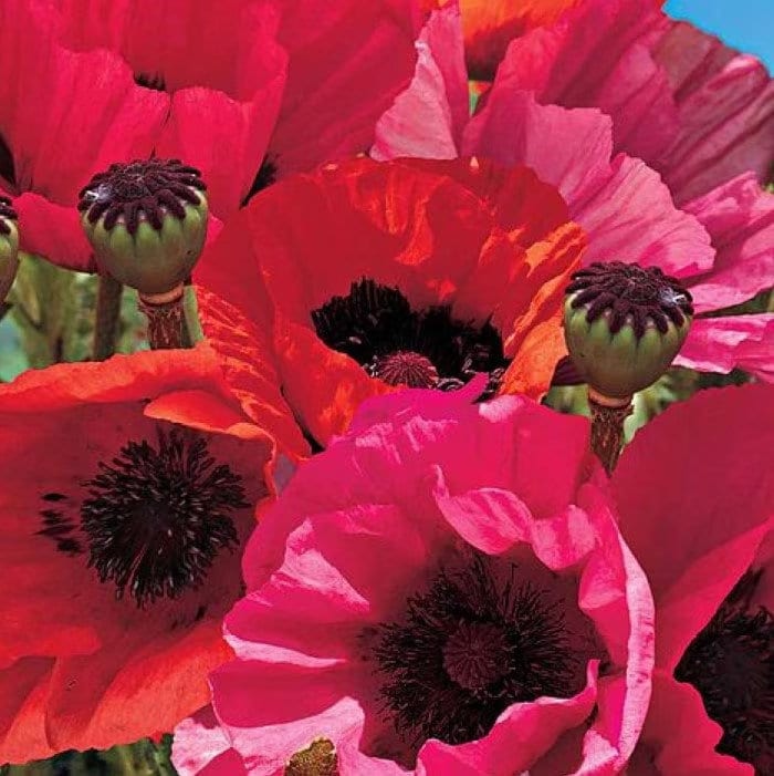 Fruit Punch Poppy (Papaver rhoeas) Care Guide