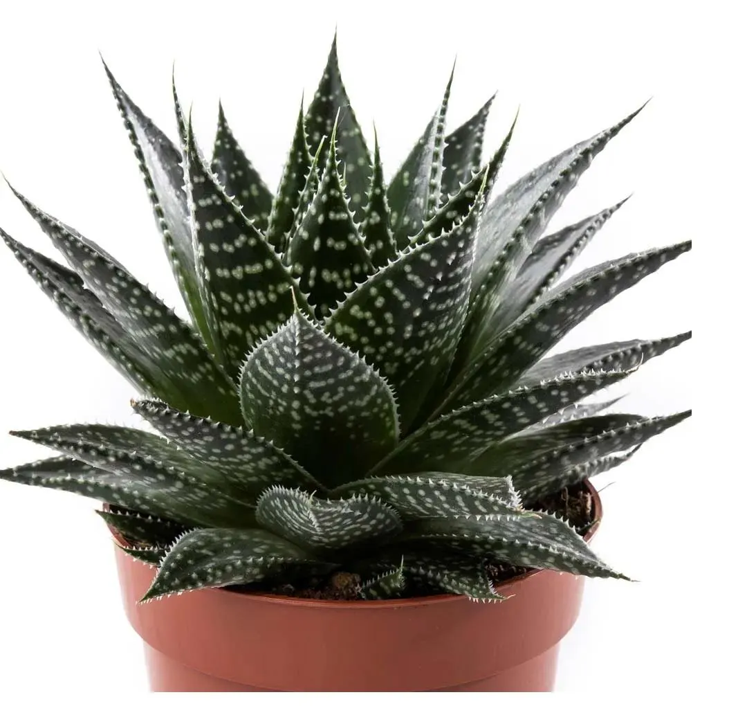 Care Guide for Gasteria Durban