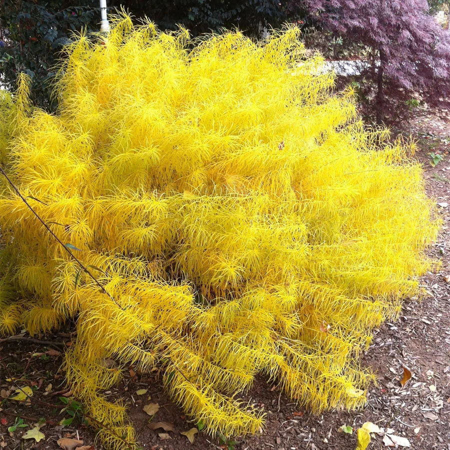 Care Guide for Gold Amsonia Hubrichtii