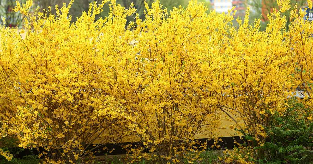 Care Guide for Gold Forsythia