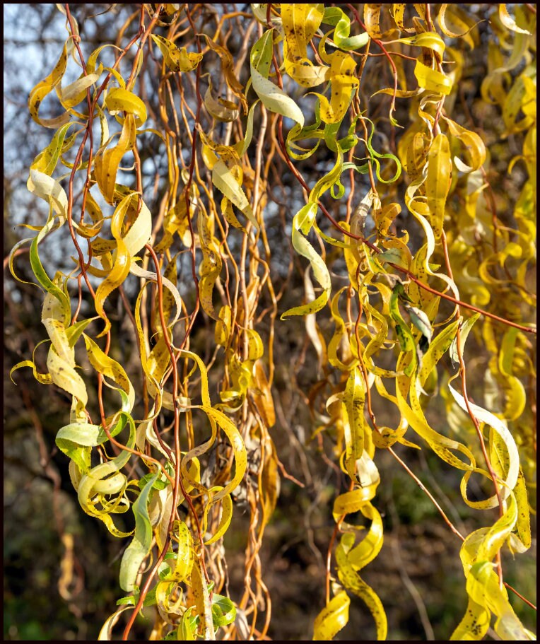 Guide to Golden Curls Willow (Salix matsudana ‘Golden Curls’)