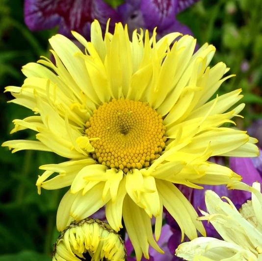 Care Guide to Goldfinch Daisy (Coreopsis verticillata ‘Goldfinch’)