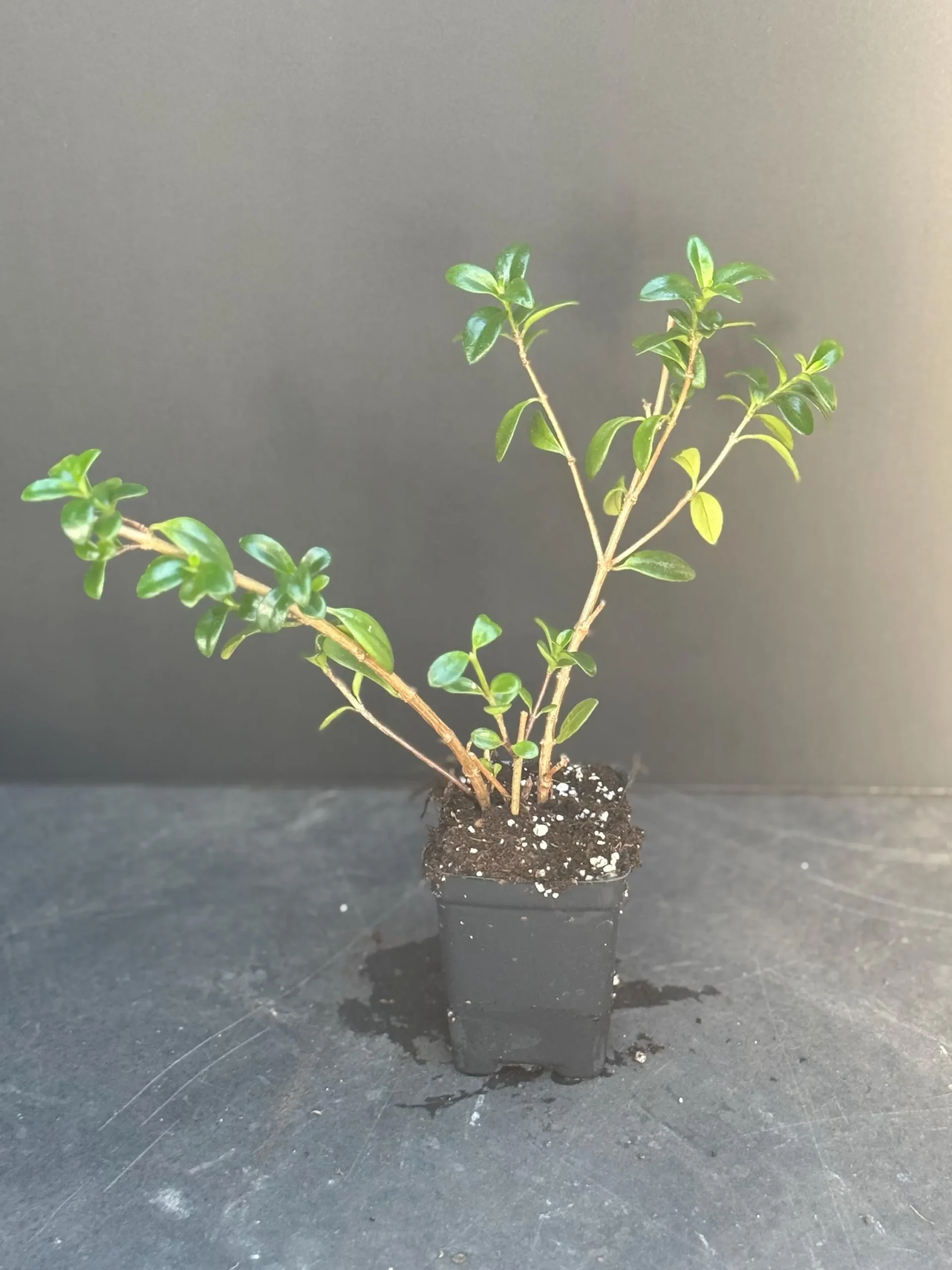 Goldfish Plant (Nematanthus spp.) Care Guide