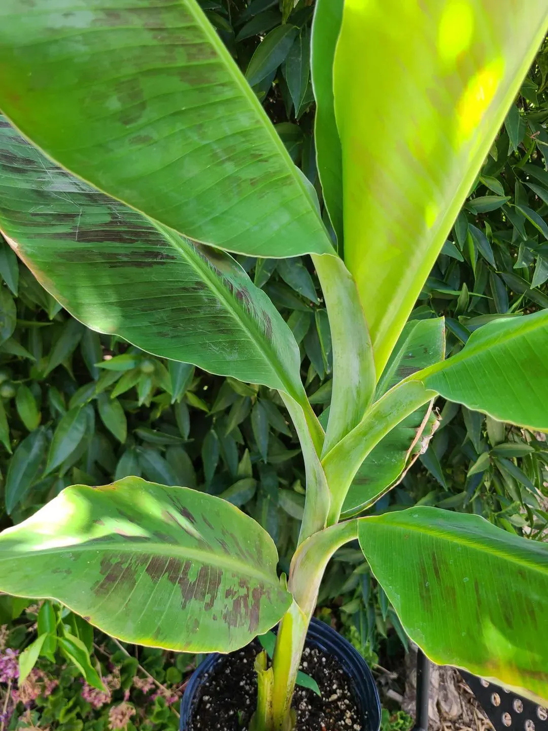 Grand Nain Banana Tree Care Guide