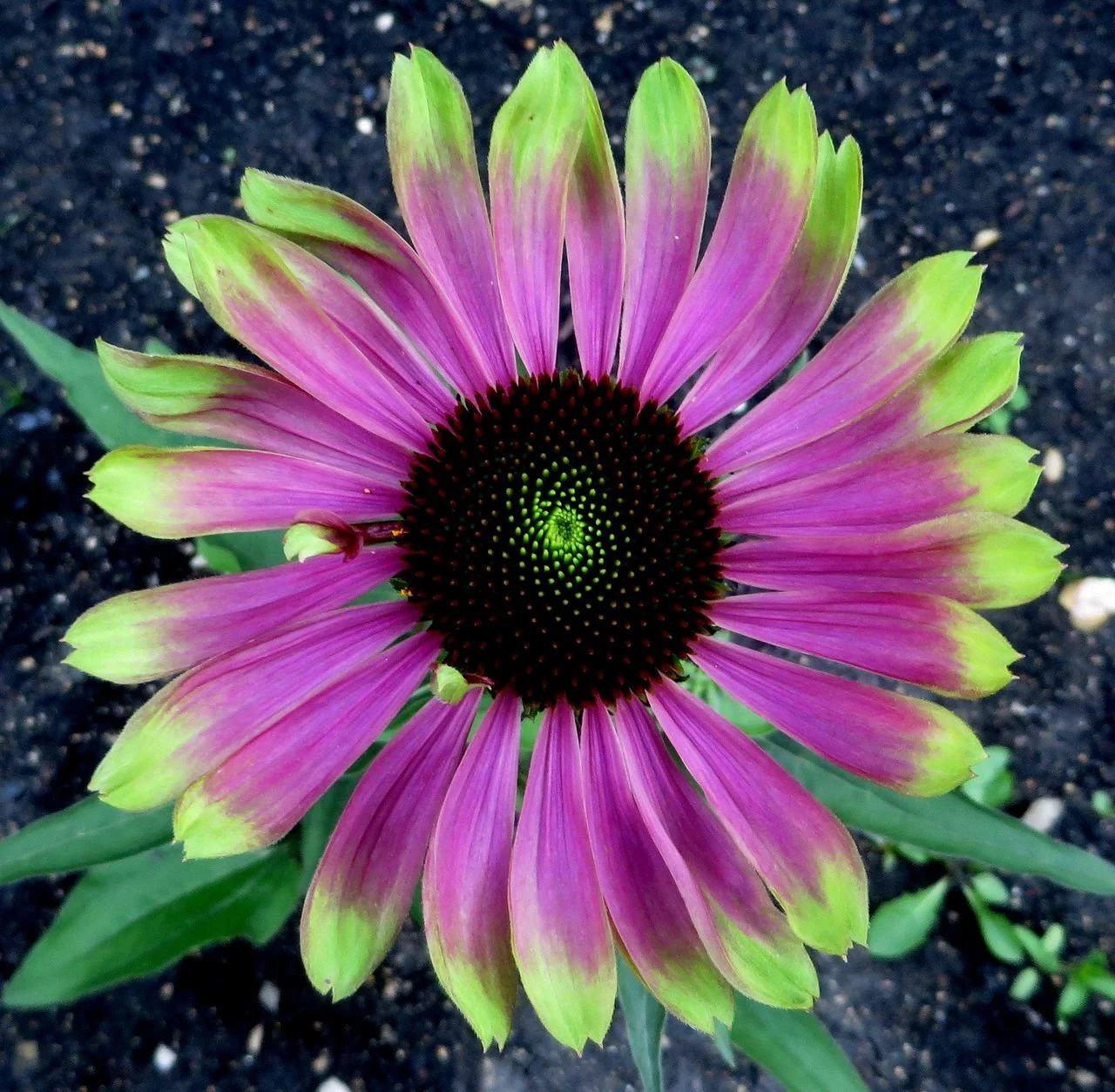 Green Twister Echinacea (Echinacea purpurea ‘Green Twister’) Care Guide