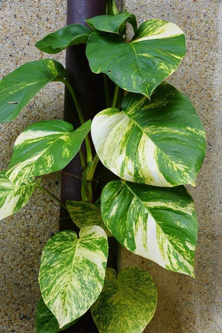 Care Guide for Hawaiian Pothos