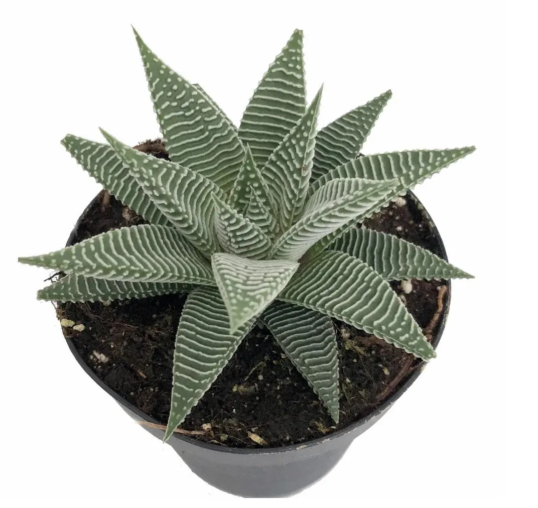 Care Guide for Haworthia Miami Succulent