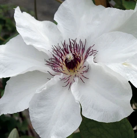 Henryi Clematis Care Guide