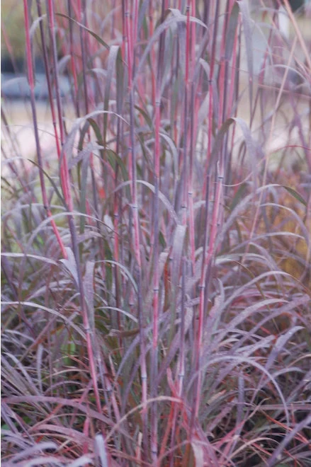 Holy Smoke Grass (Pennisetum alopecuroides ‘Holy Smoke’) Care Guide