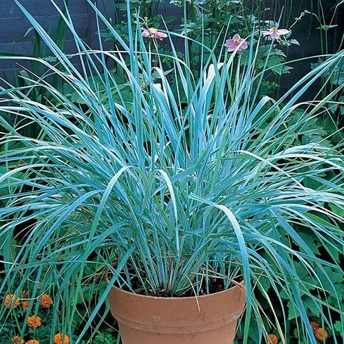 How to Care for Blue Dune Grass (Leymus arenarius)