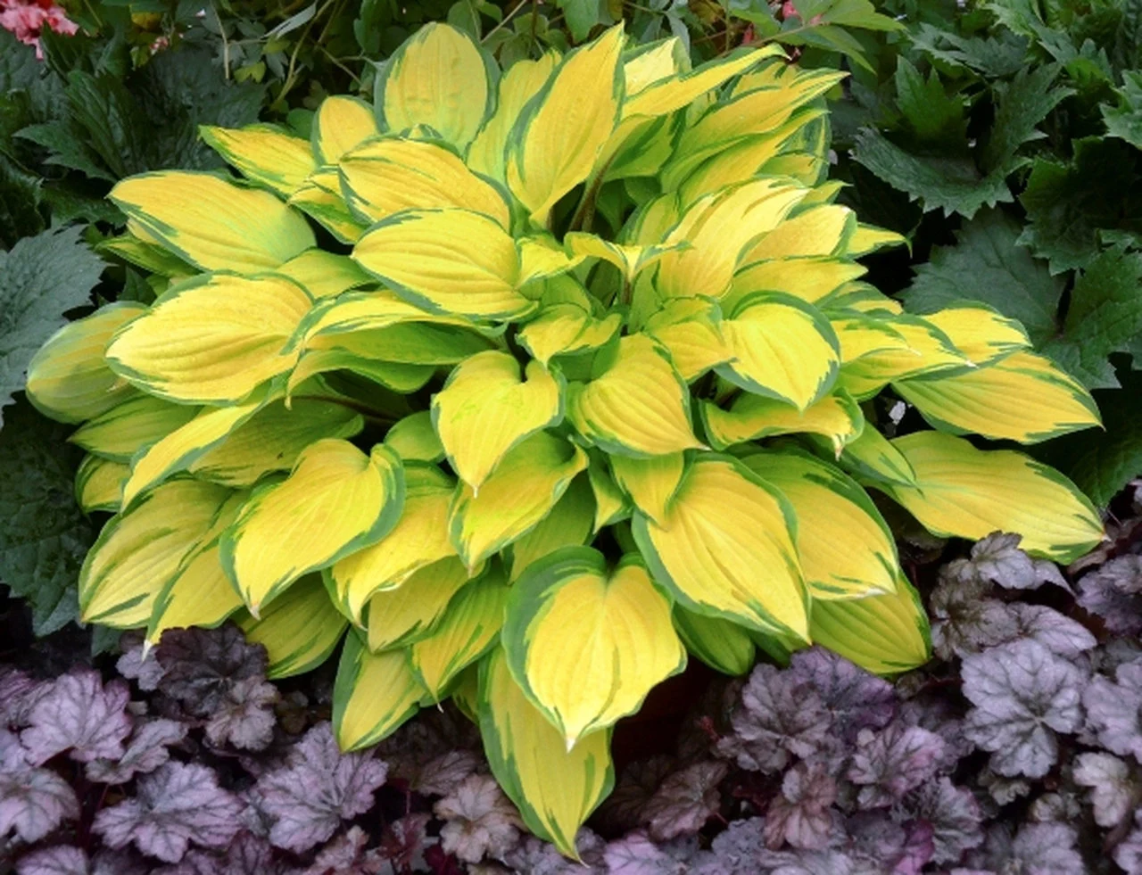 Island Breeze Hosta Care Guide