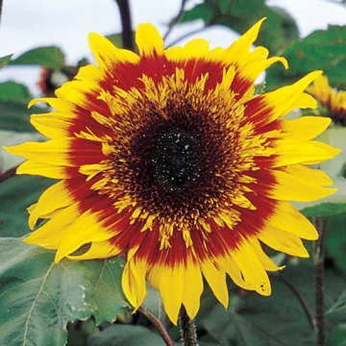 Joker Sunflower Seeds Care Guide