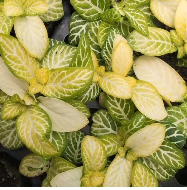 Jolly Lemon Fittonia Care Guide