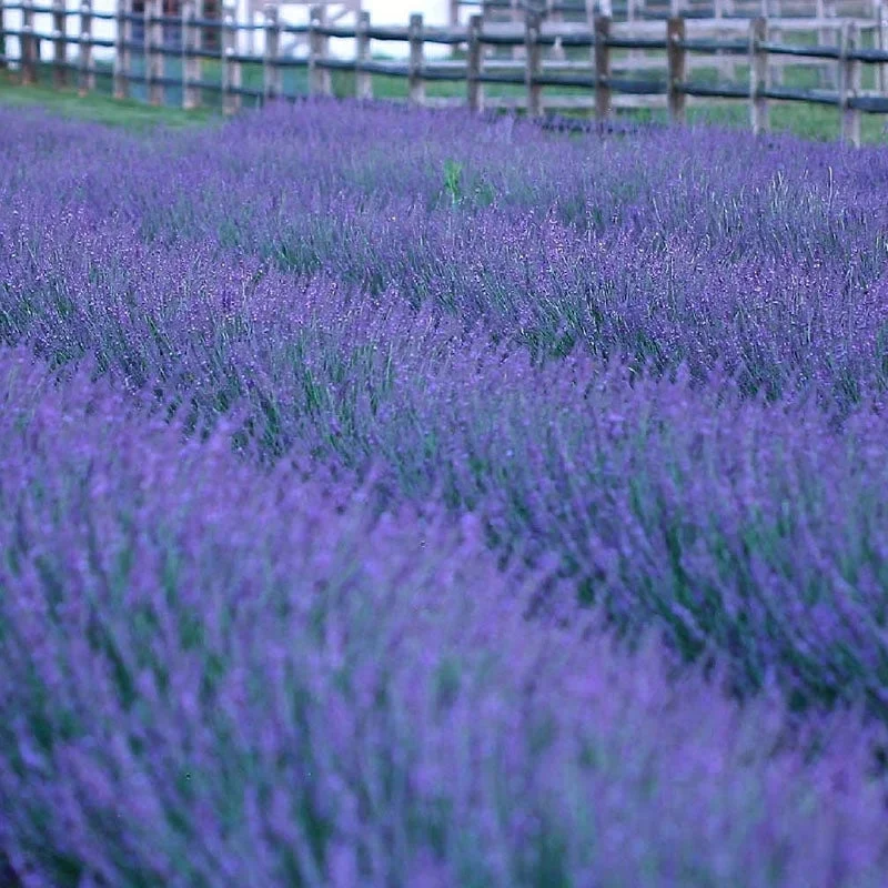 Lavender Phenomenal Care Guide