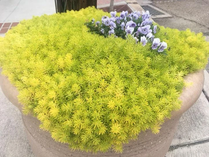 Lemon Balls Sedum Care Guide