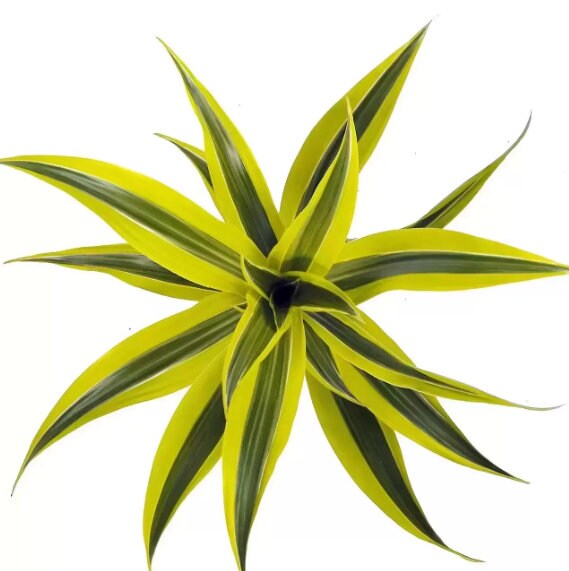 Lemon Lime Dracaena Warneckii Care Guide