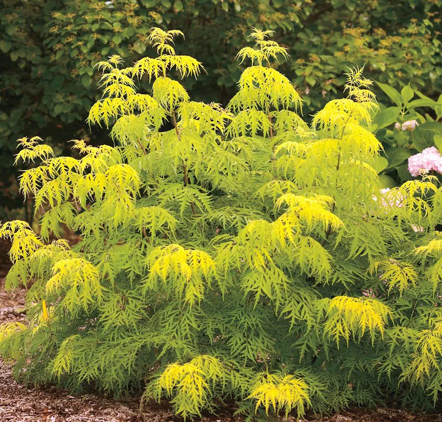 Lemony Lace Sambucus Care Guide