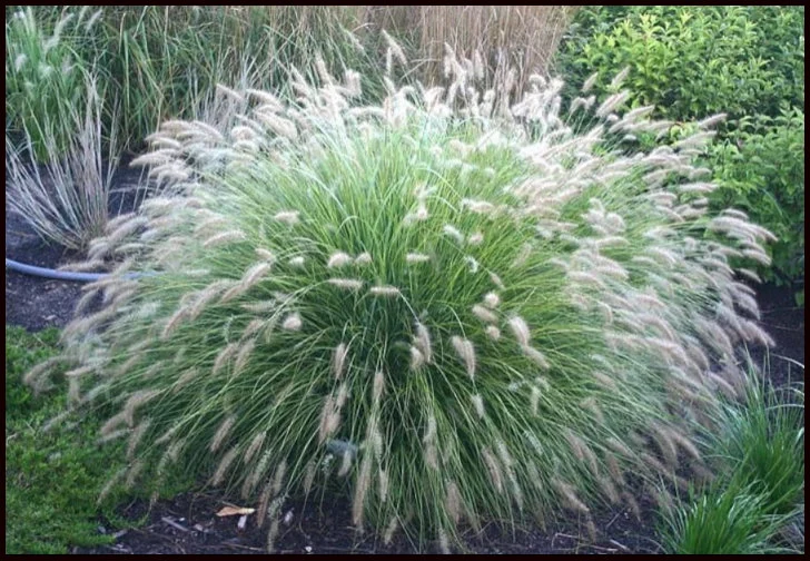 Little Bunny Grass Care Guide