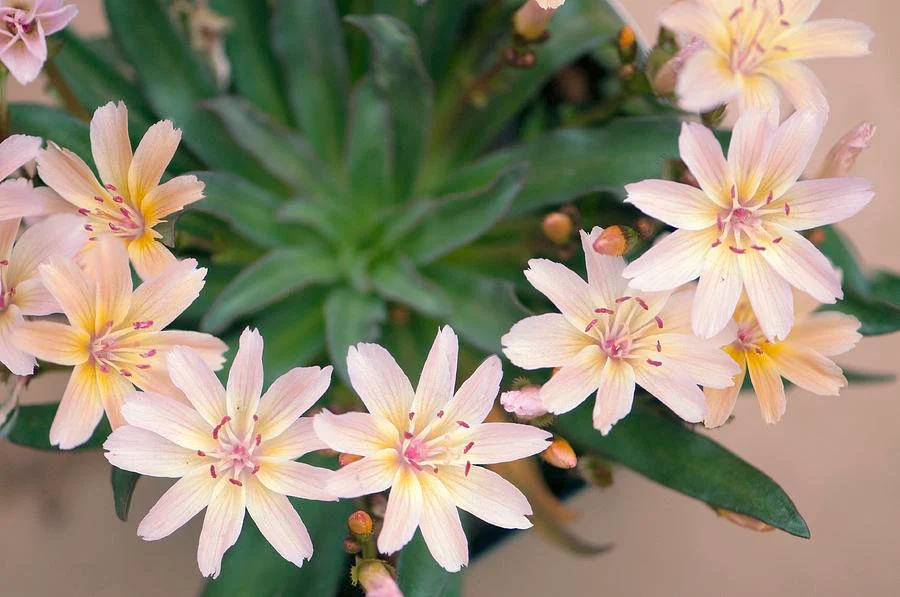 Little Peach Lewisia Care Guide