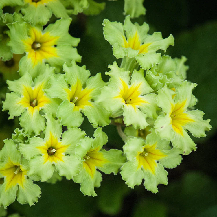 Lime Green Primrose Care Guide