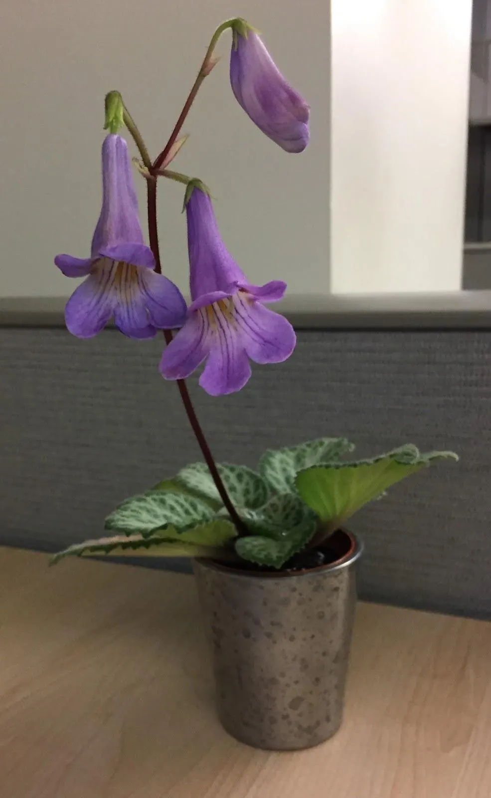 Asian Loki Violet (Streptocarpus) Care Guide