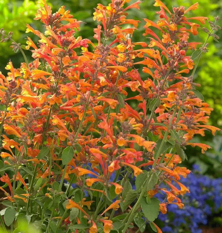 Mango Tango Butterfly Bush Care Guide