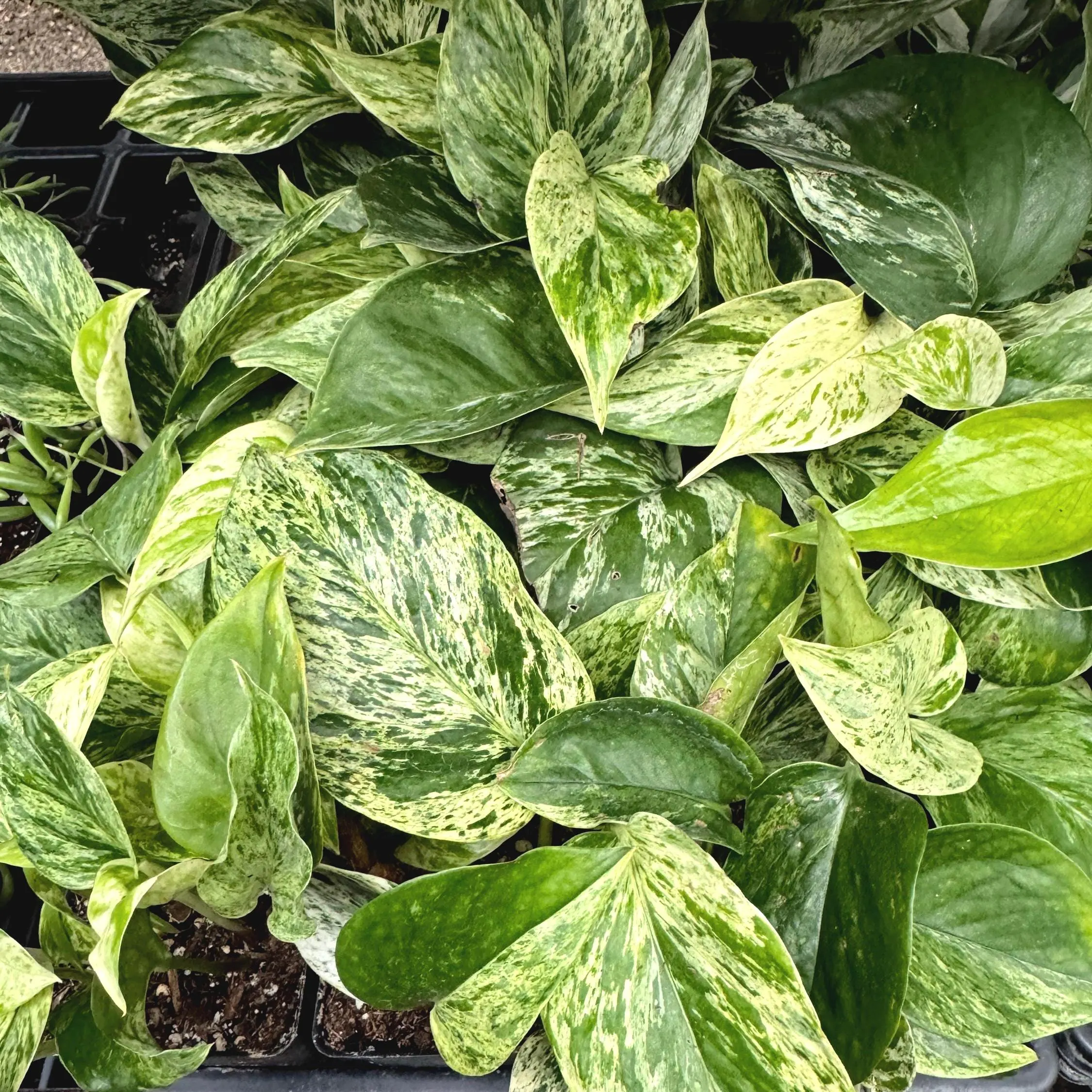 Marble Queen Pothos Care Guide