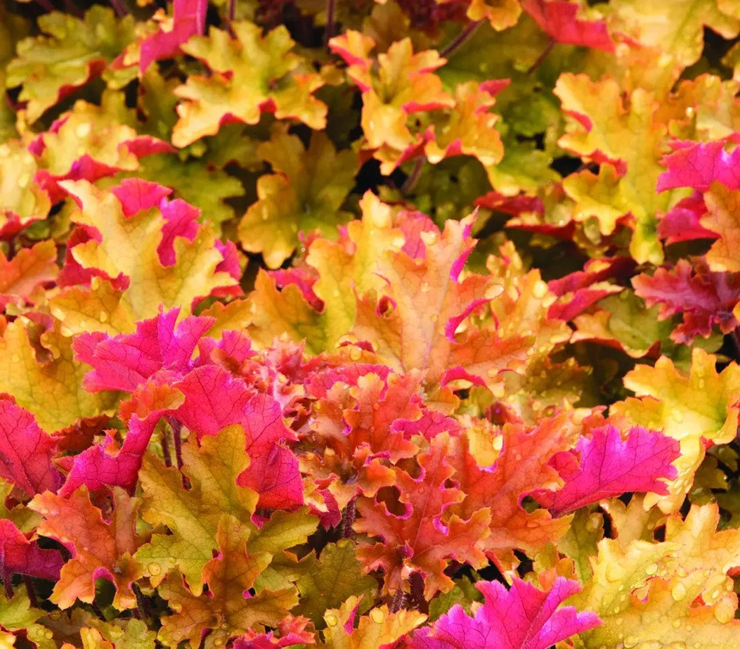 Marmalade Heuchera Care Guide