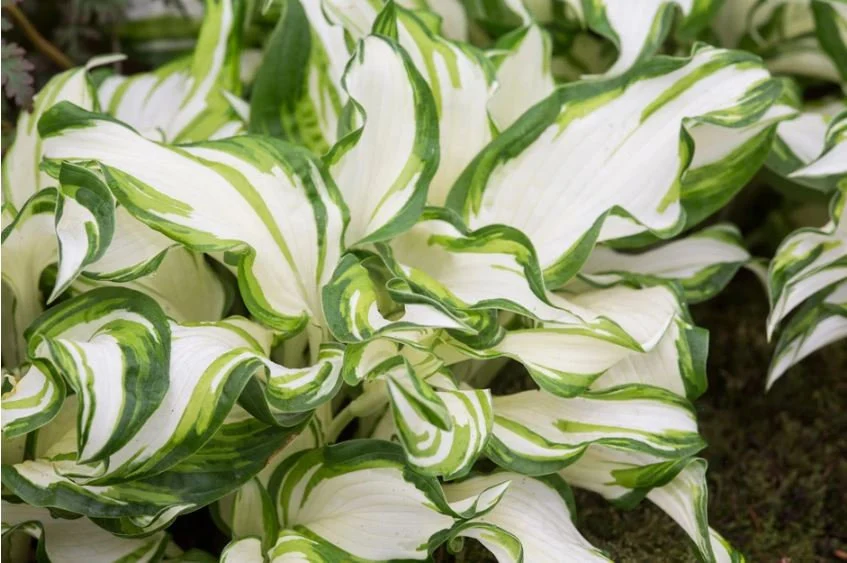 Medio Hosta Care Guide