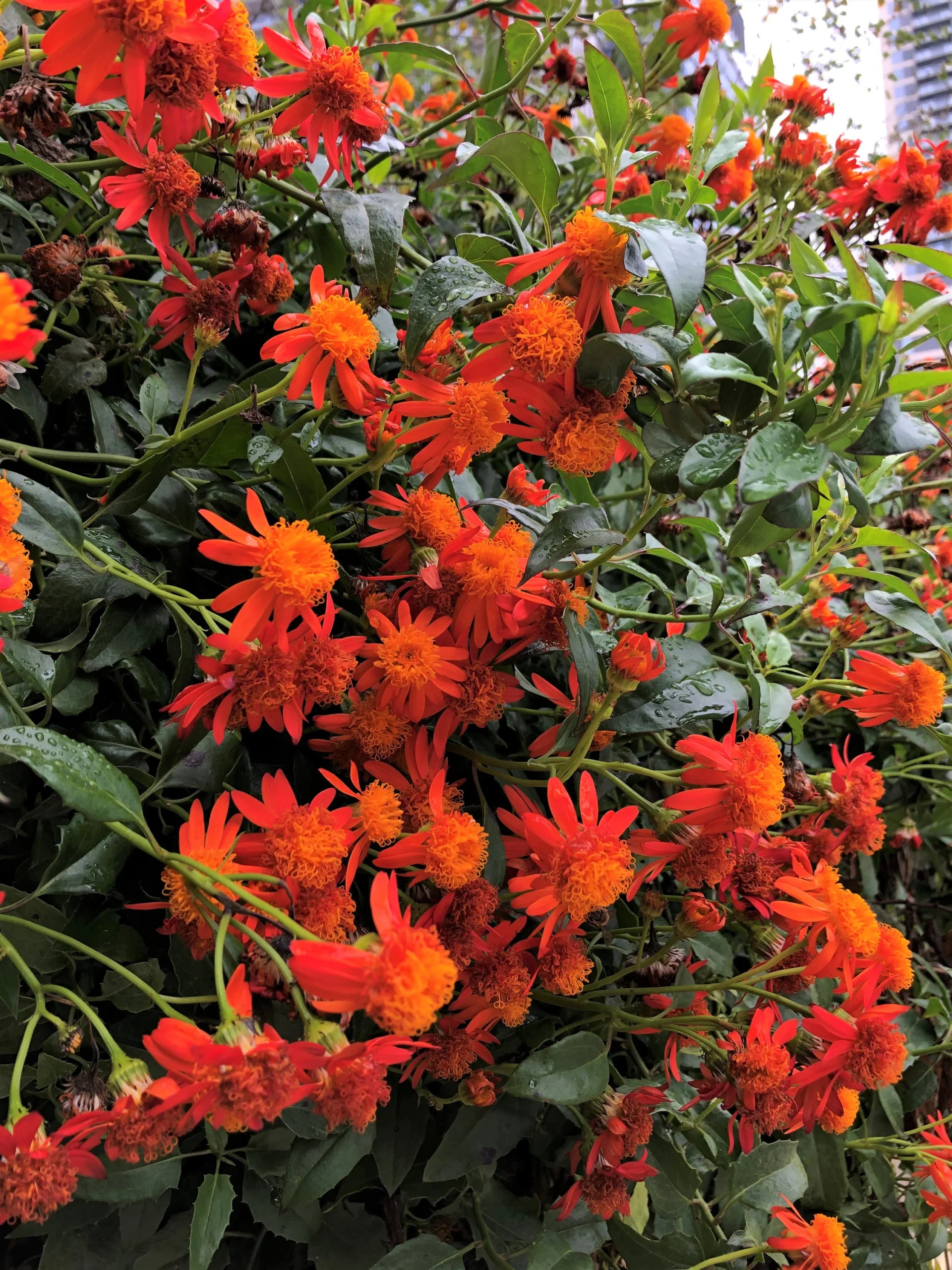 Mexican Flame Vine (Senecio confusus) Care Guide