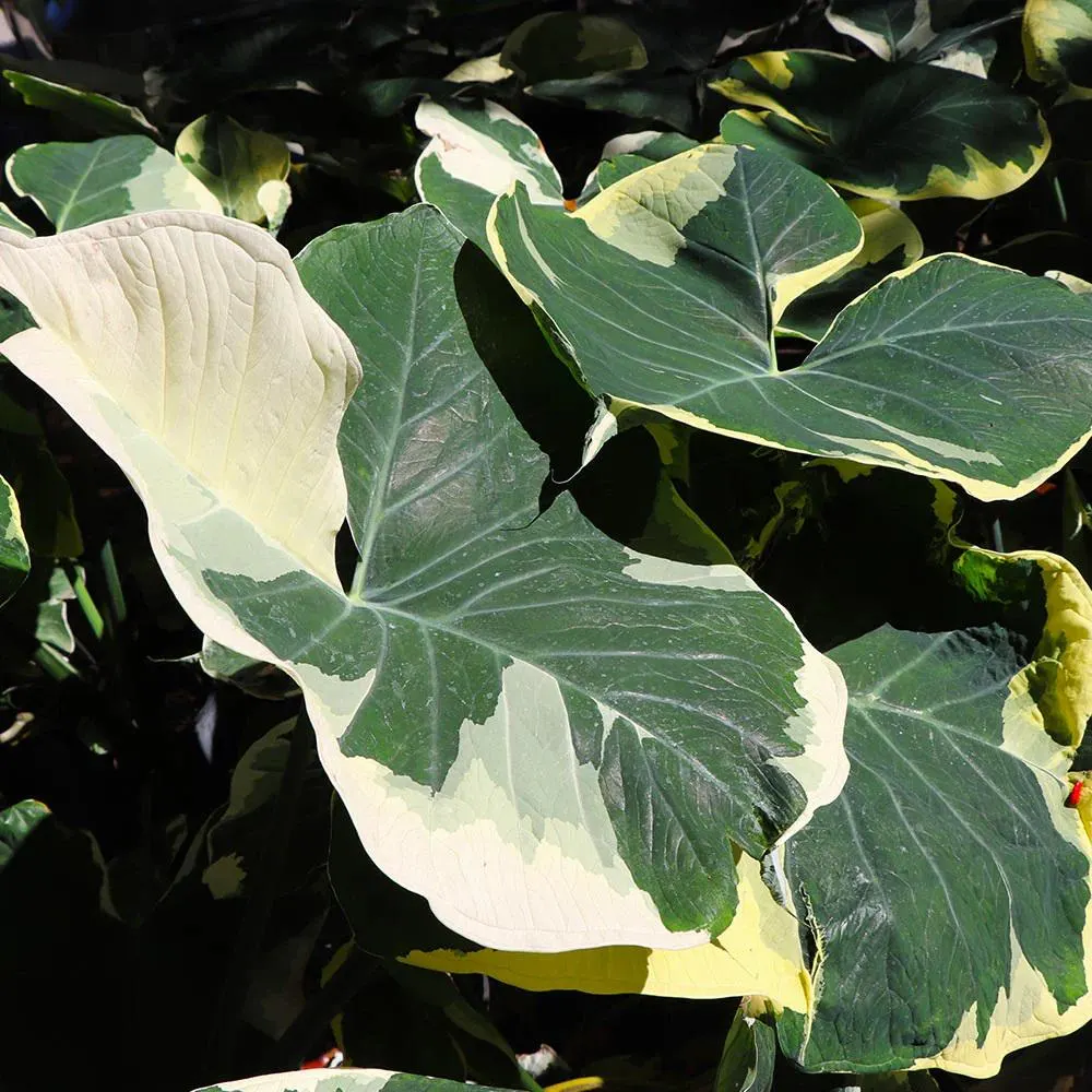 Mickey Mouse Alocasia Care Guide