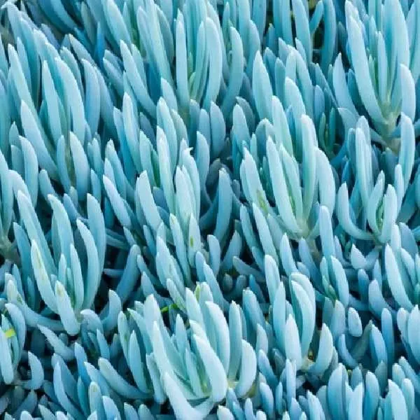 Mini Blue Chalksticks Senecio Care Guide