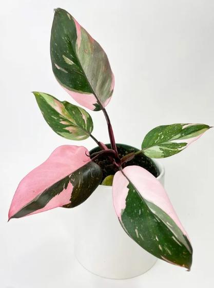 Pink Princess Philodendron