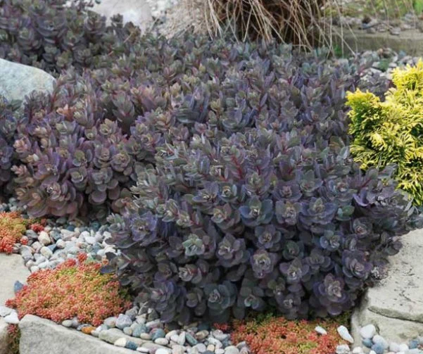 Dazzleberry Sedum: Growing and Care Guide