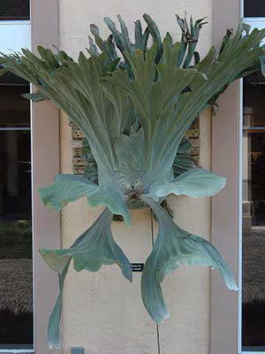 Staghorn Fern Care Guide