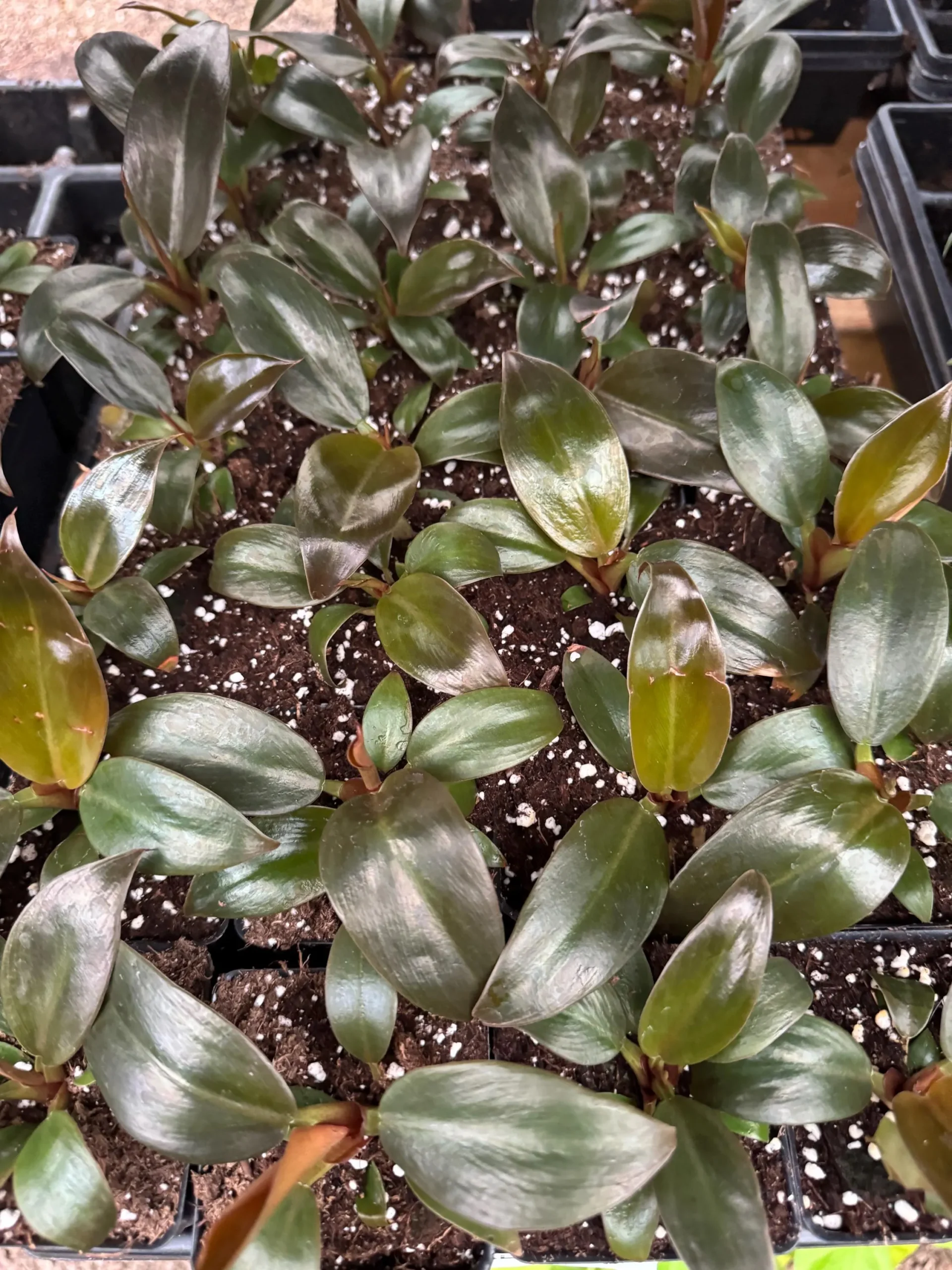 Red Imperial Philodendron