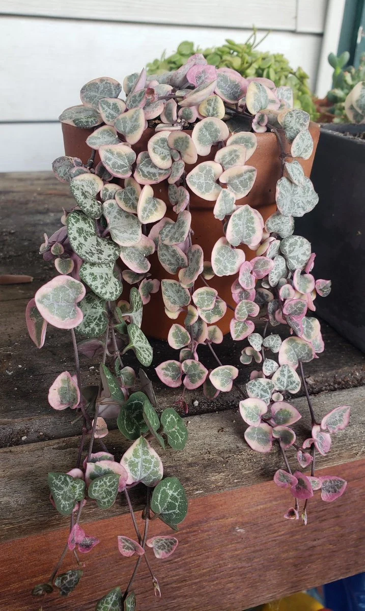 Pink String of Hearts (Ceropegia woodii)