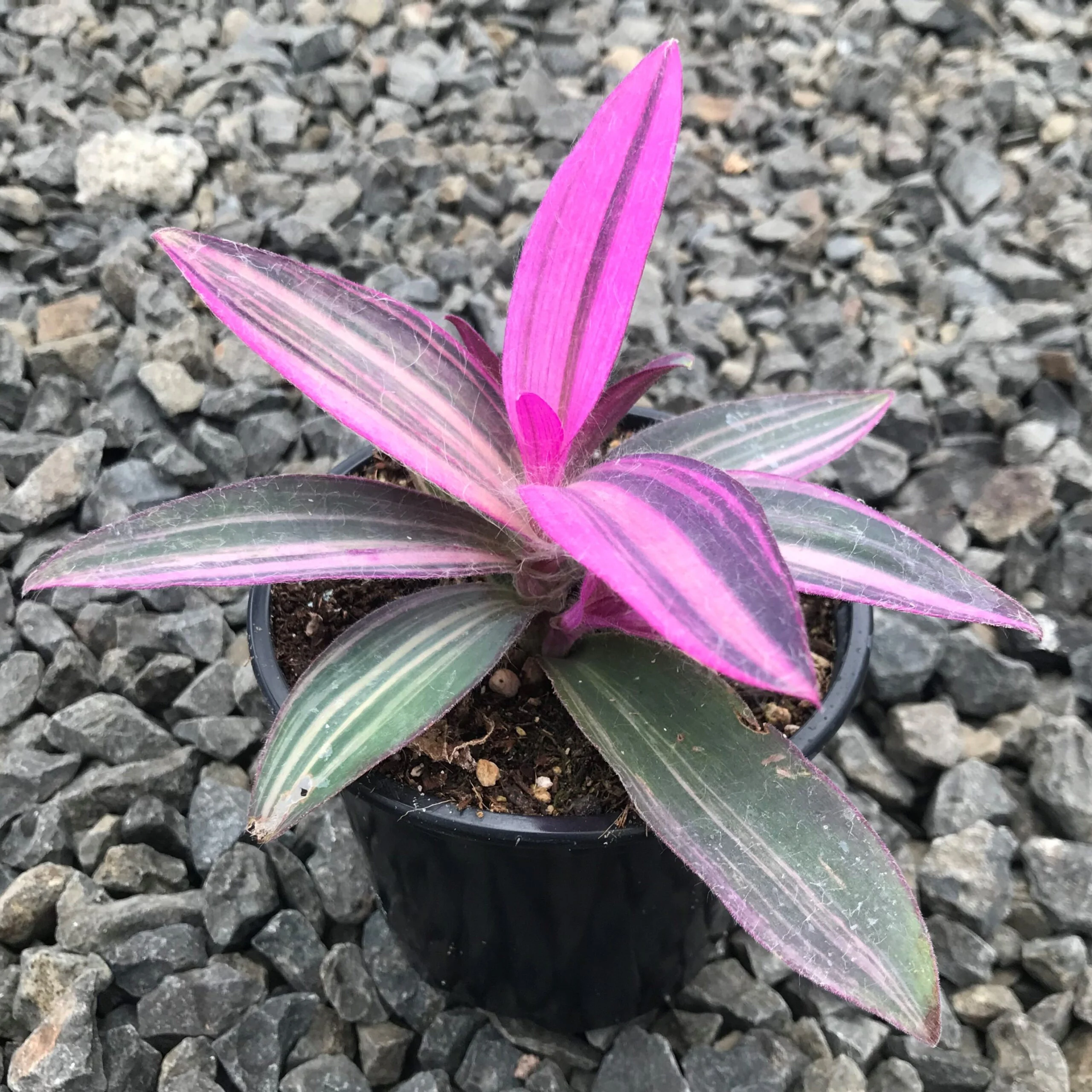 Pink Stripe Tradescantia
