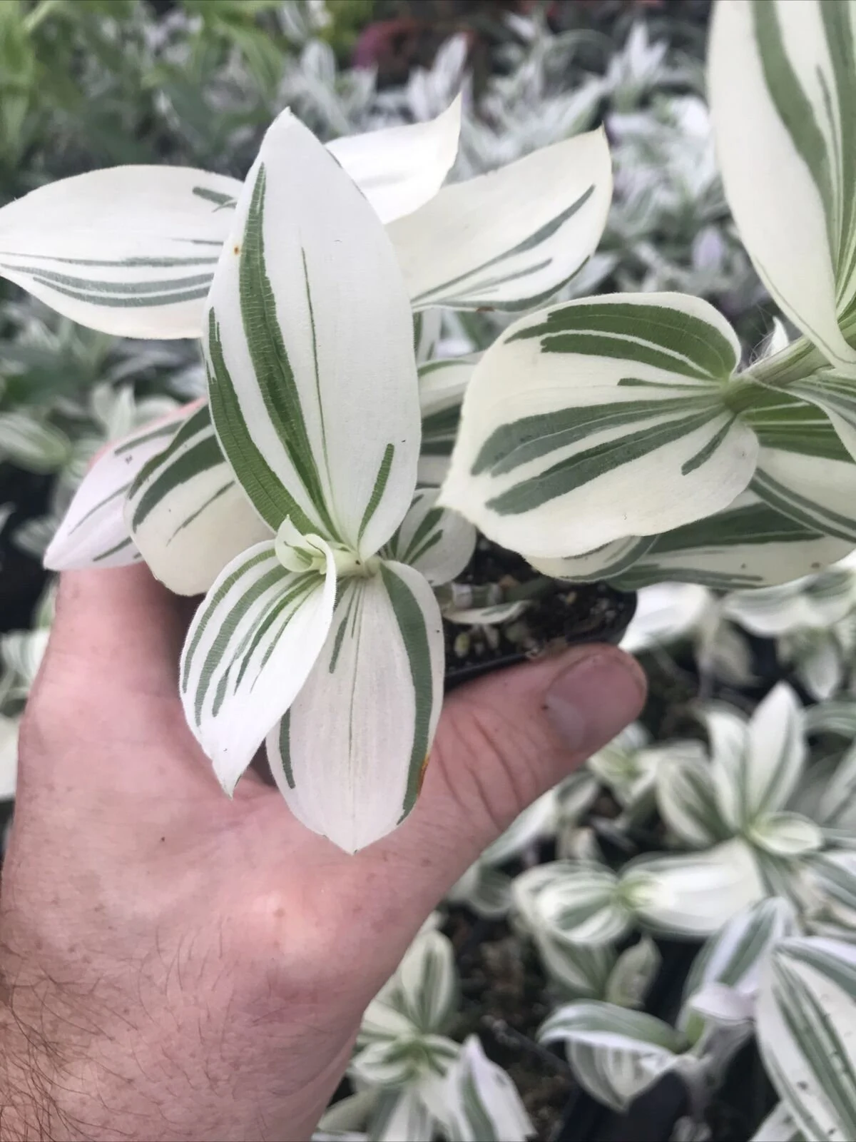 Pistachio Tradescantia (Tradescantia “Pistachio”)
