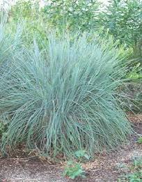 Prairie Blue Grass