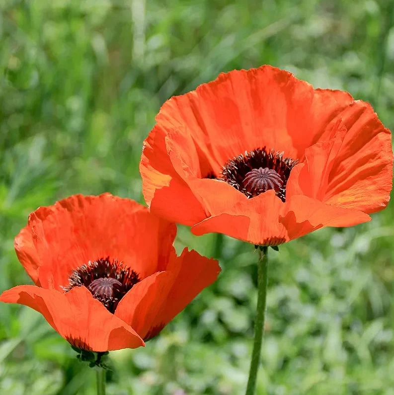 Prince of Orange Poppy (Papaver orientale) Care Guide