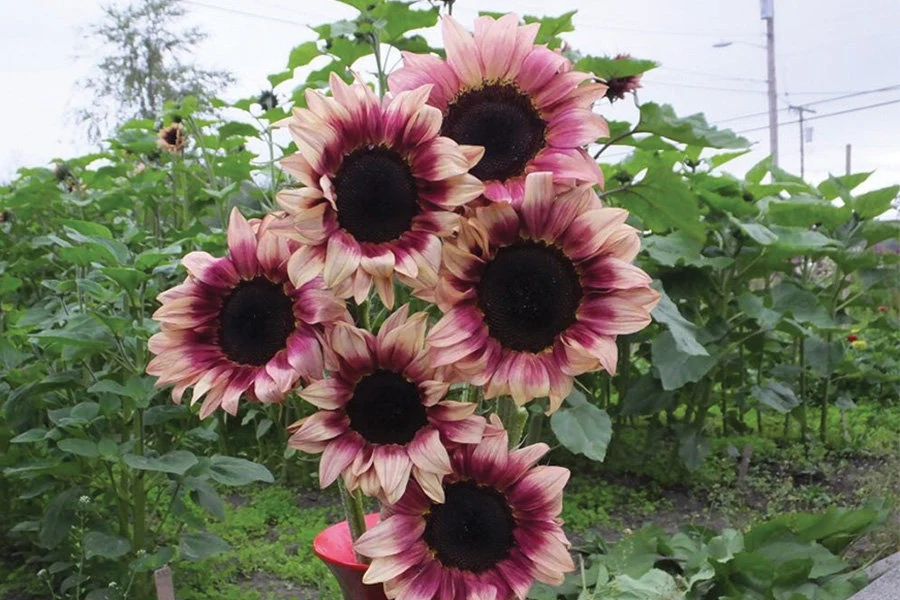 ProCut Plum Sunflower Care Guide