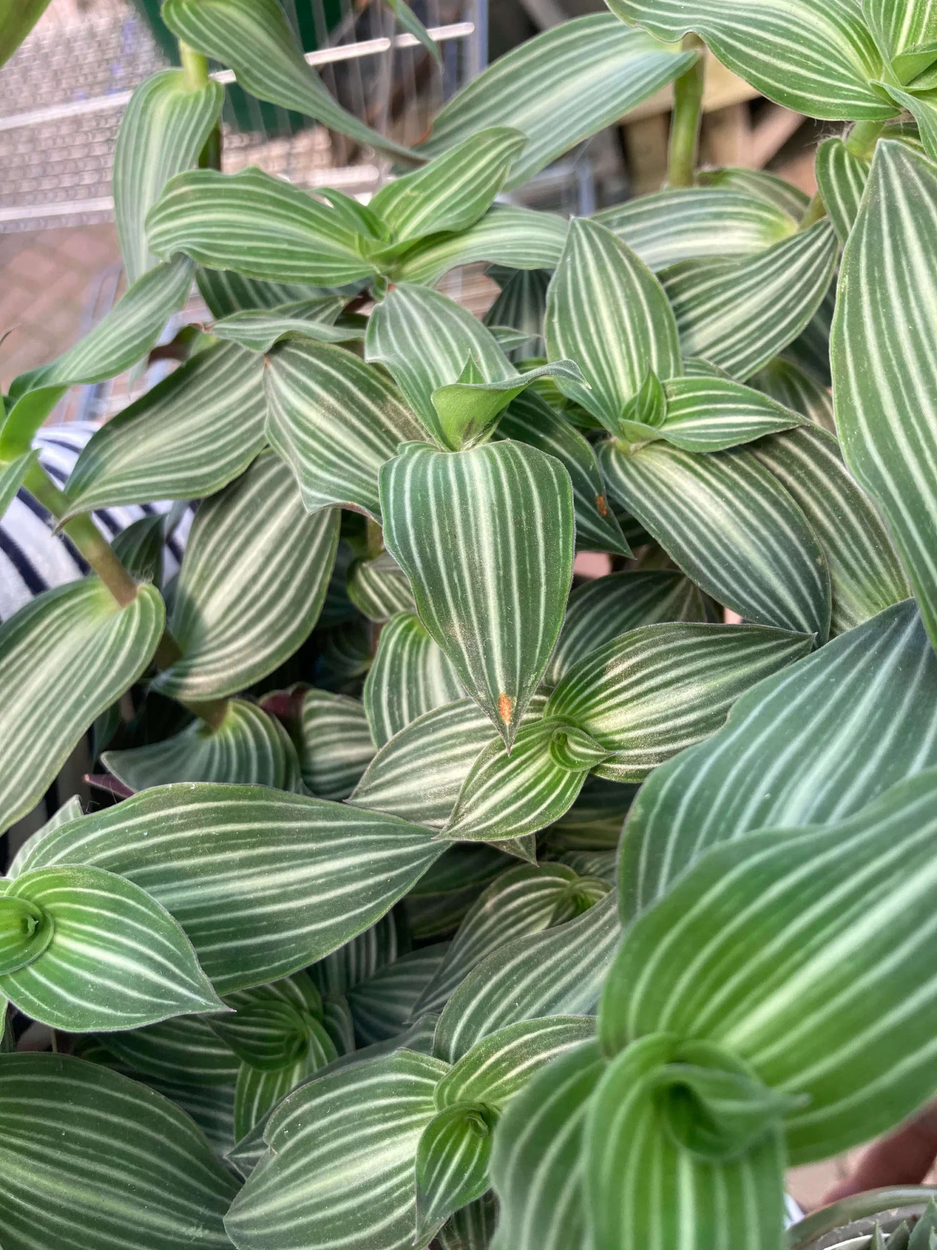 Puppy Ears Tradescantia Care Guide