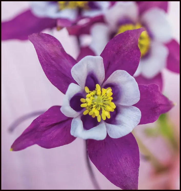 Purple and White Columbine: A Complete Care Guide