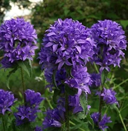 Purple Clustered Bellflower Care Guide
