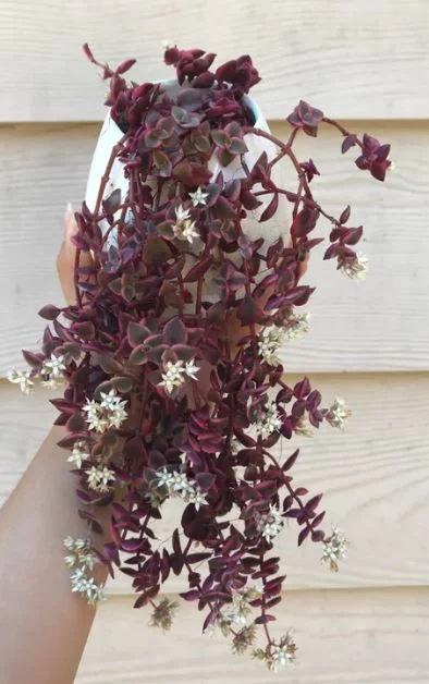 Purple Calico Kitten (Tradescantia)
