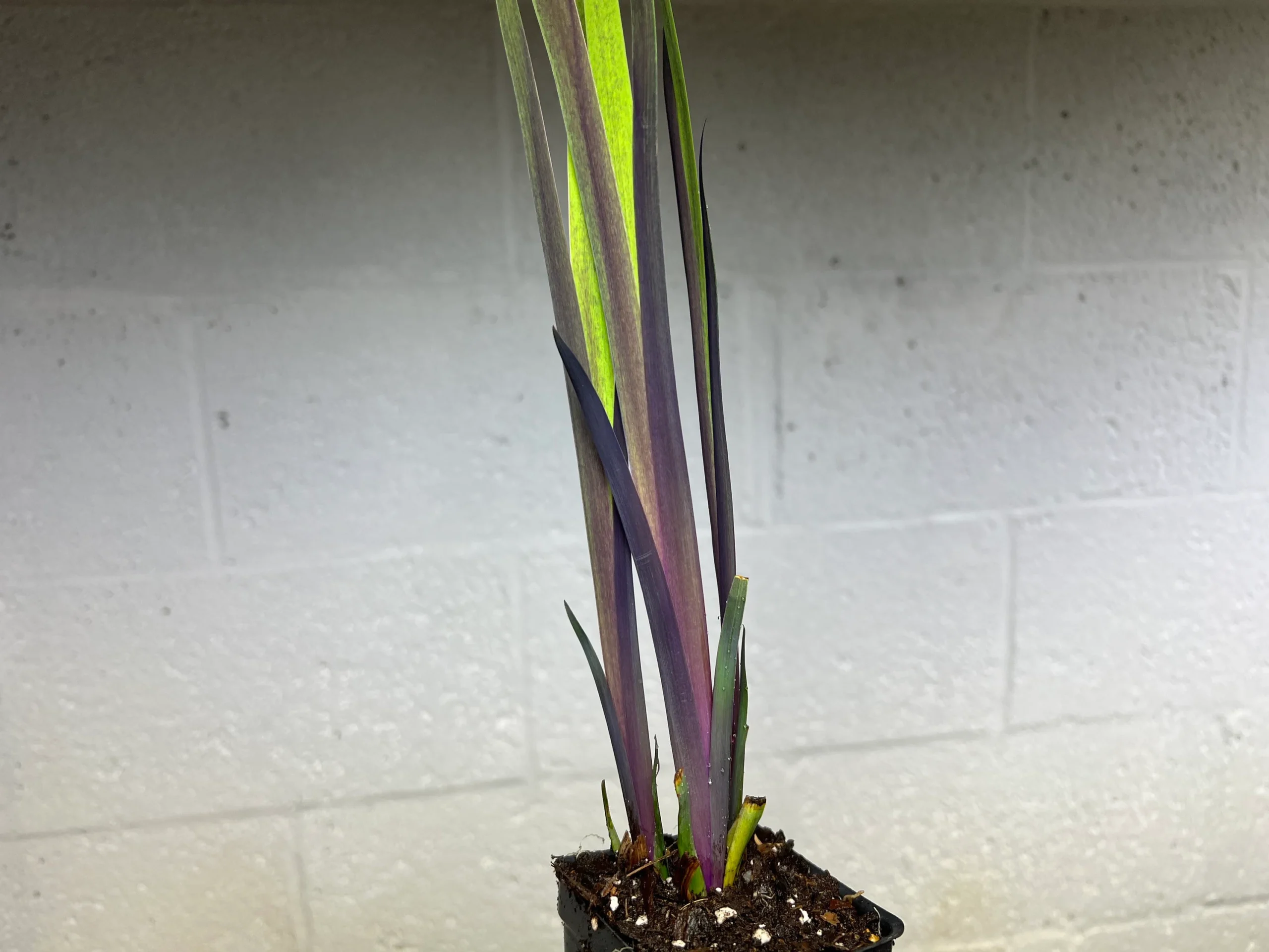 Purple Flame Iris (Iris ‘Purple Flame’)